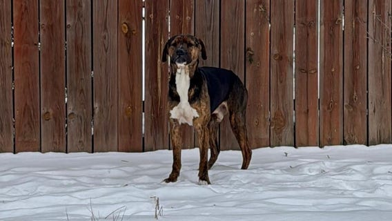 Detroit Dog Rescue in urgent need of short-term fosters during dangerous cold snap