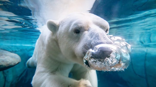 Detroit Zoo welcomes 13-year-old polar bear Kali to Arctic Ring of Life habitat
