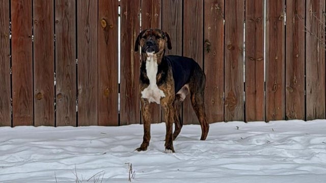 Detroit Dog Rescue in urgent need of short-term fosters during dangerous cold snap