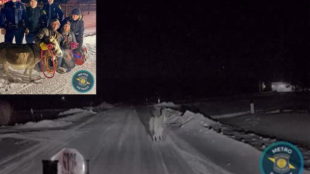 Runaway donkey: State police track down lost farm escapee in Holly