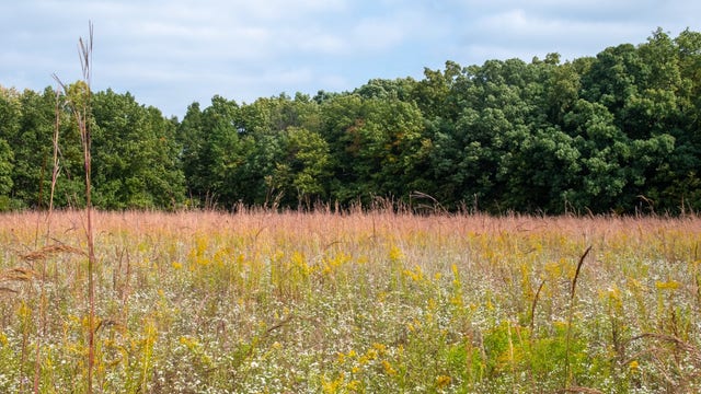 Save Sibley Prairie: Coalition wants to preserve rare grassland in Wayne County