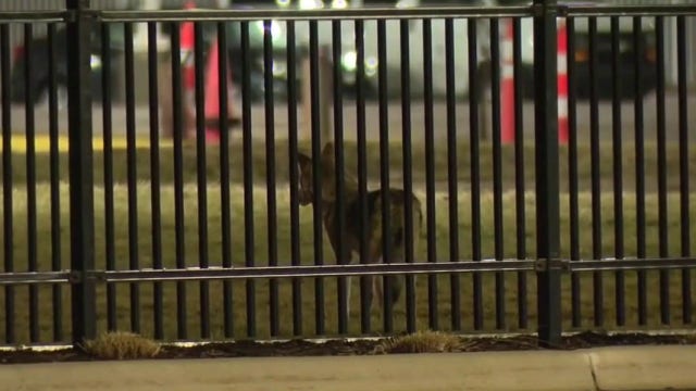 Coyotes spotted in Detroit: What to do to keep your pets safe