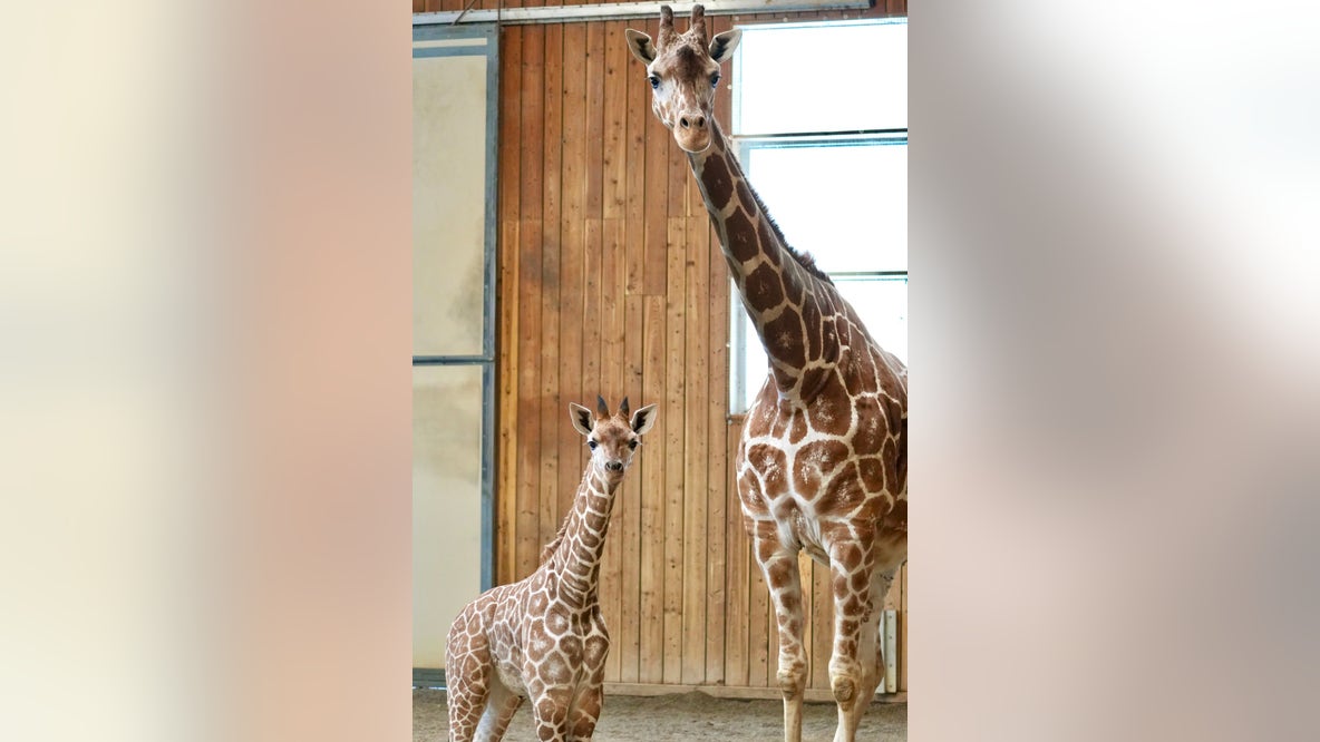 3-month-old Detroit Zoo giraffe dies after suffering injury