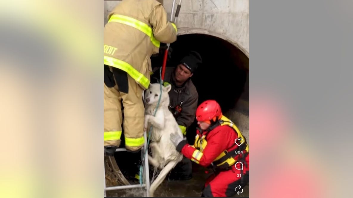 Dog rescued near Gordie Howe Bridge claimed by family