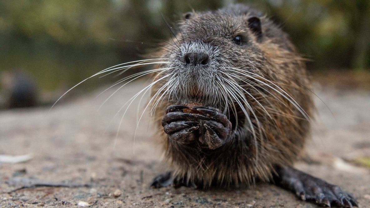 Why the 'maligned' muskrat could restore Michigan's wetlands