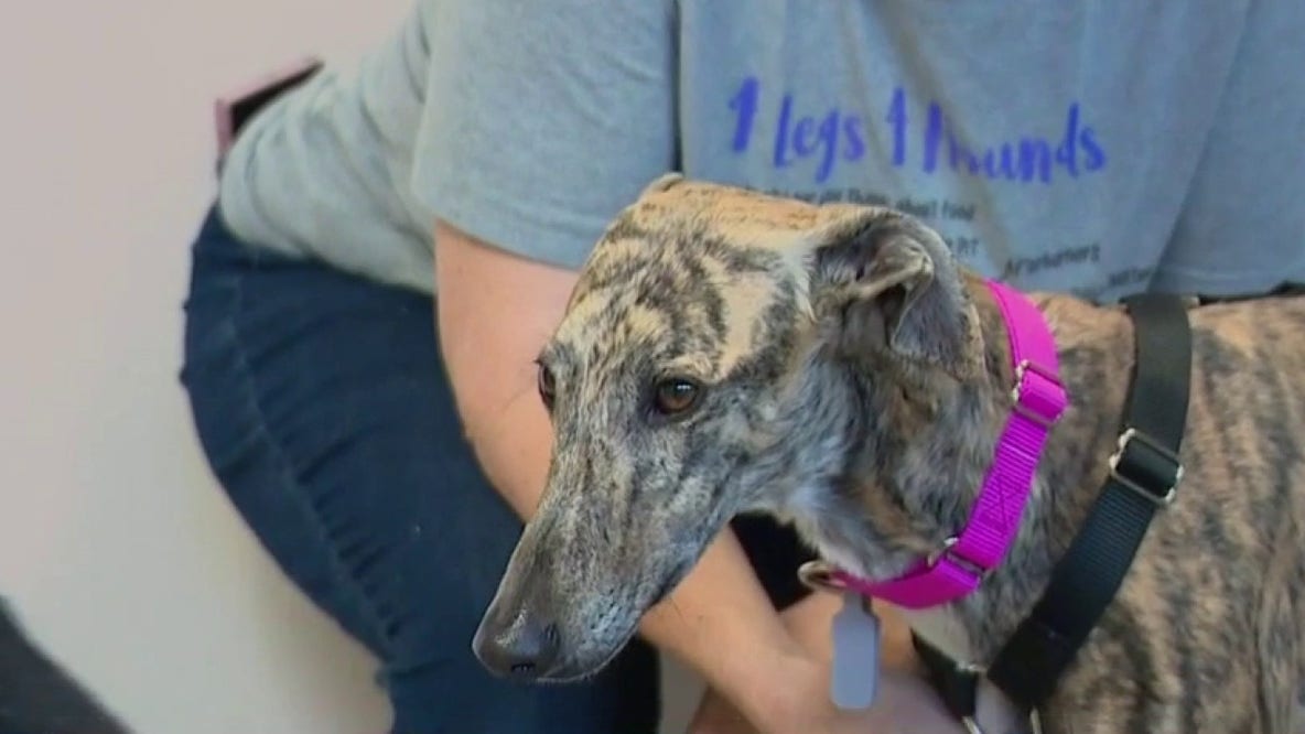 Southeast Michigan animal welfare group rescues Spanish Greyhounds from Spain