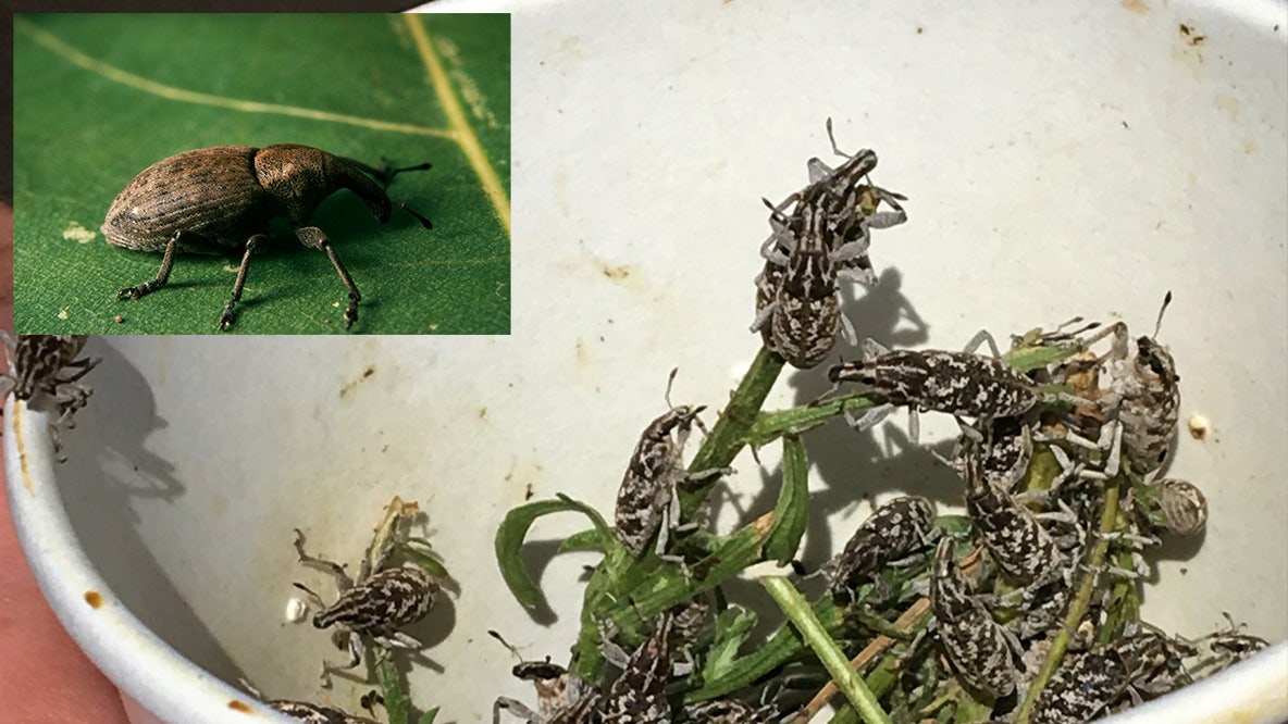 Michigan's solution to an invasive plant? Out-of-state weevils