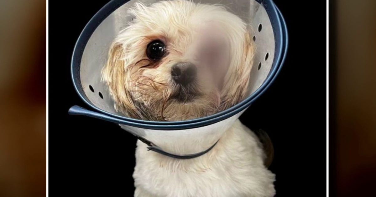 19-year-old in Eastpointe accused of abusing dog to the point of losing ...