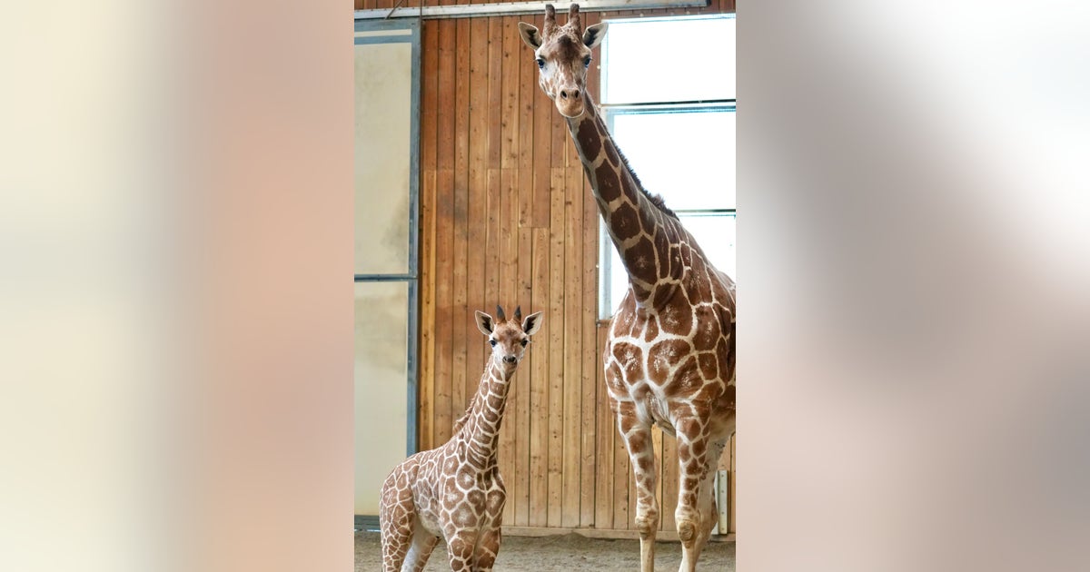 3-month-old Detroit Zoo giraffe dies after suffering injury | FOX 2 Detroit