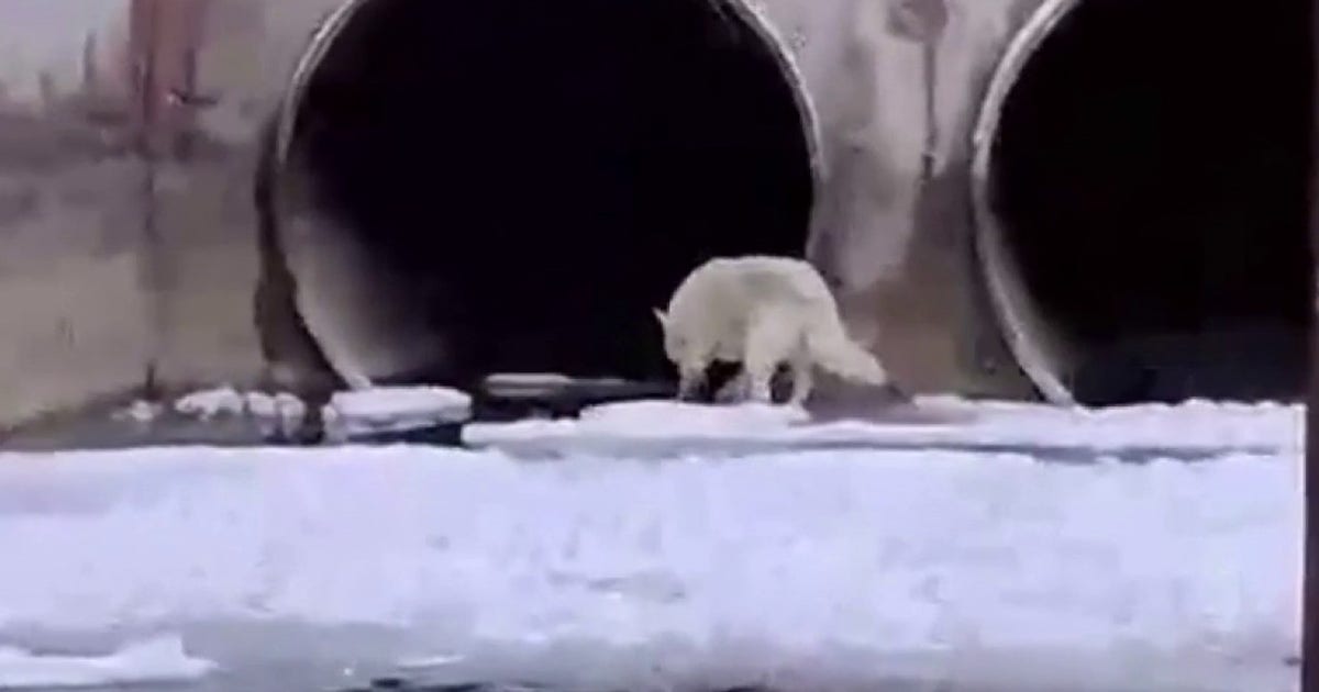 Two fishermen rescue Siberian Husky from the Detroit River near the Gordie Howe Bridge
