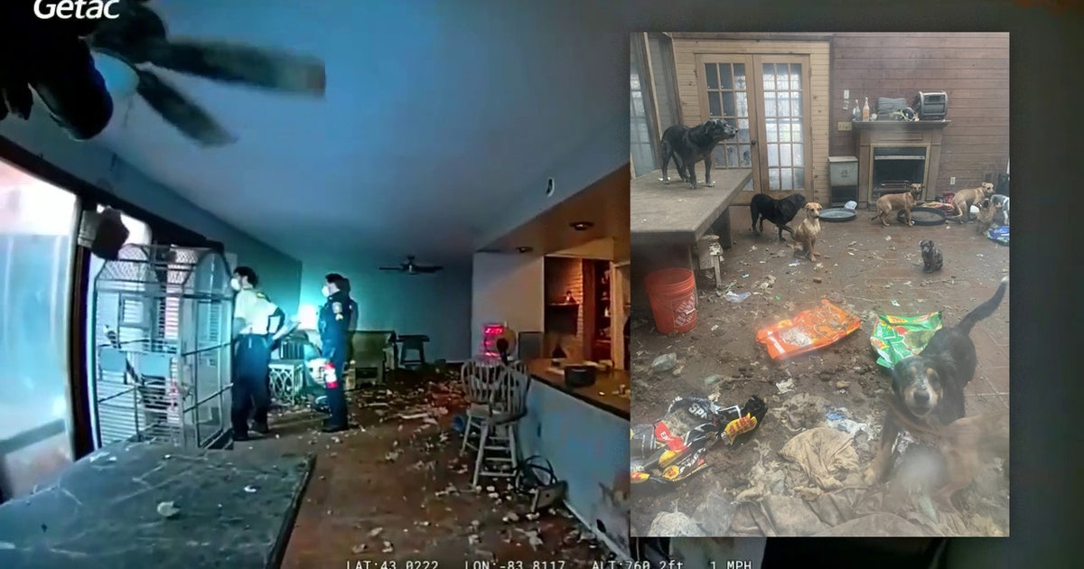 61 dogs, 3 cats rescued from 'physically revolting' Michigan home; 27 other pets found deceased