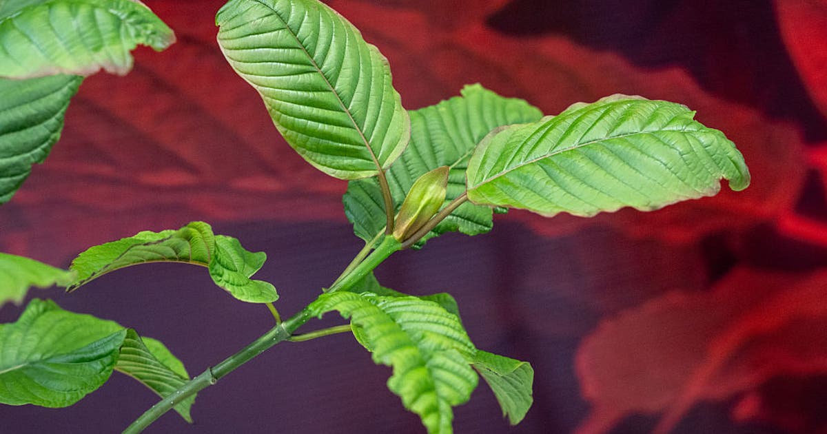 Kratom ban proposed by Michigan lawmakers