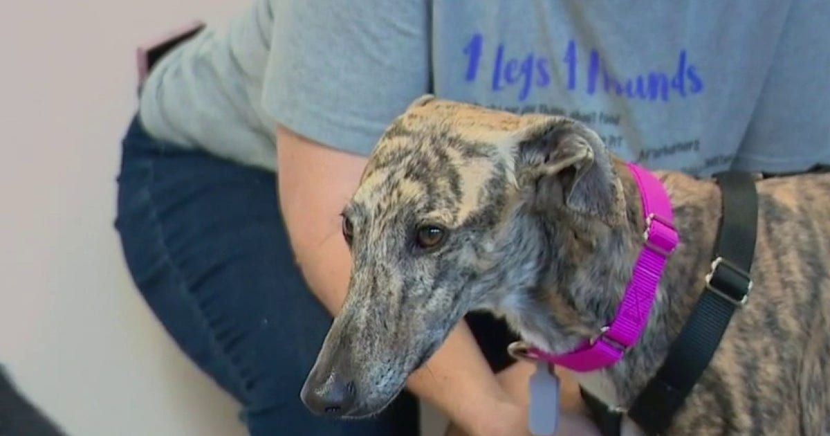 Southeast Michigan animal welfare group rescues Spanish Greyhounds from Spain