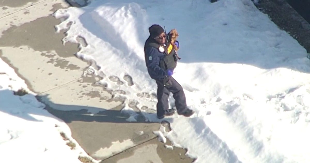 Detroit police remove nearly 40 dogs from home in 'deplorable' condition