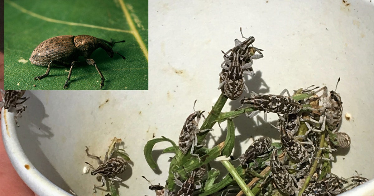 Michigan's solution to an invasive plant? Out-of-state weevils