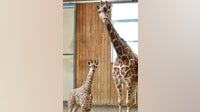 3-month-old Detroit Zoo giraffe dies after suffering injury