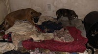 Adopt a dog for $10 this weekend in Genesee County after 61 dogs rescued from squalor