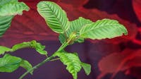 Kratom ban proposed by Michigan lawmakers
