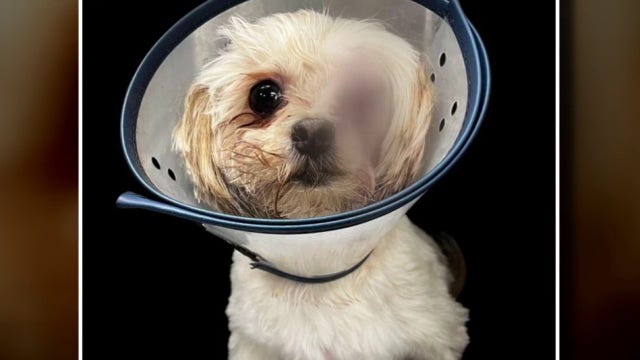 19-year-old in Eastpointe accused of abusing dog to the point of losing an eye