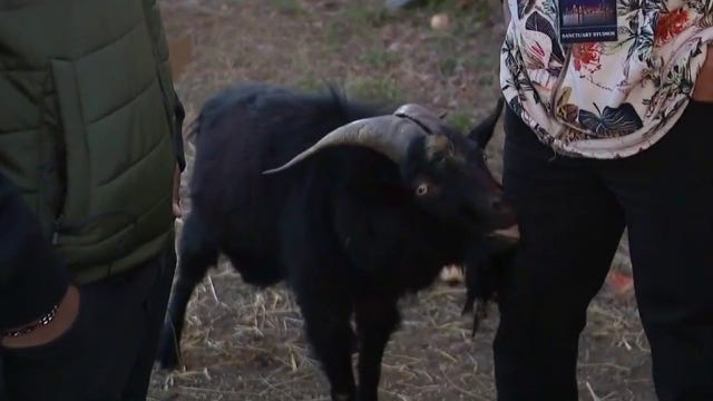 'Smokey' the Goat taken by City of Detroit after doorbell chase video spreads online