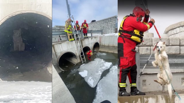 Dog rescued from icy Detroit River near Gordie Howe Bridge