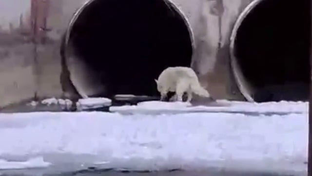 Two fishermen rescue Siberian Husky from the Detroit River near the Gordie Howe Bridge
