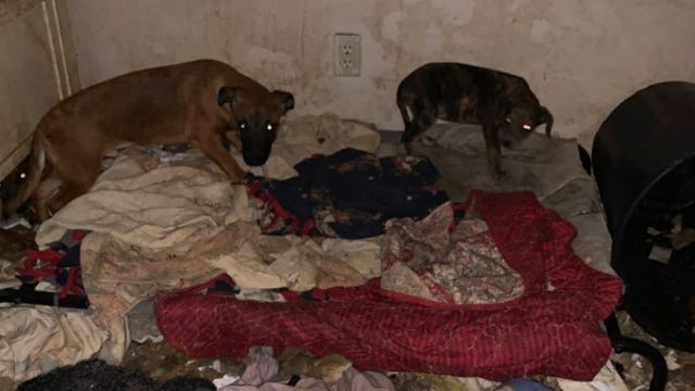 Adopt a dog for $10 this weekend in Genesee County after 61 dogs rescued from squalor