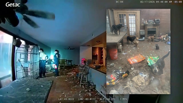 61 dogs, 3 cats rescued from 'physically revolting' Michigan home; 27 other pets found deceased