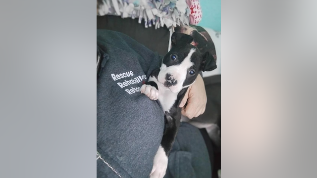 Puppy left in a box outside after being born, ready for new home