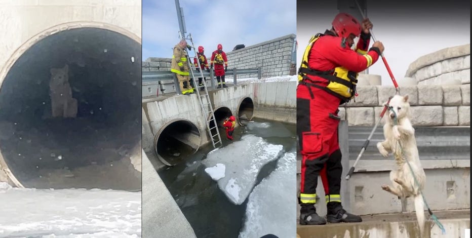 Dog rescued from icy Detroit River near Gordie Howe Bridge