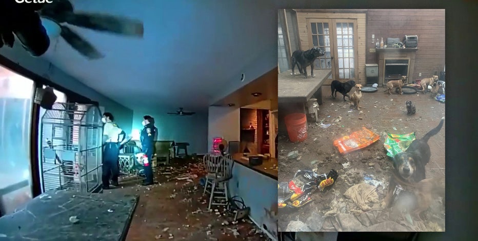 61 dogs, 3 cats rescued from 'physically revolting' Michigan home; 27 other pets found deceased