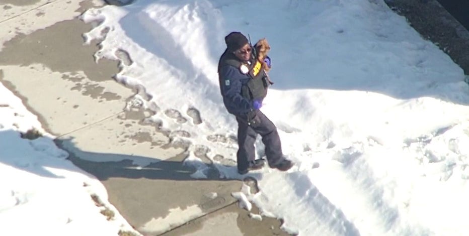 Detroit animal control removes nearly 40 dogs from home in 'deplorable' condition