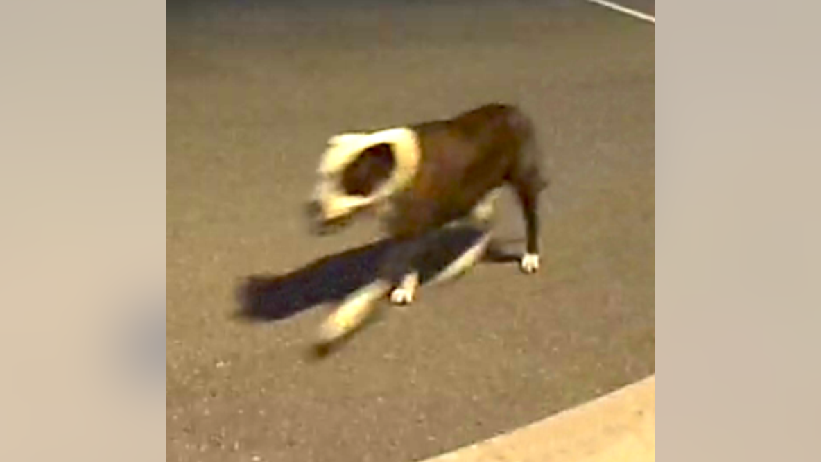 Third dog still at large after jogger attack in Plymouth Township