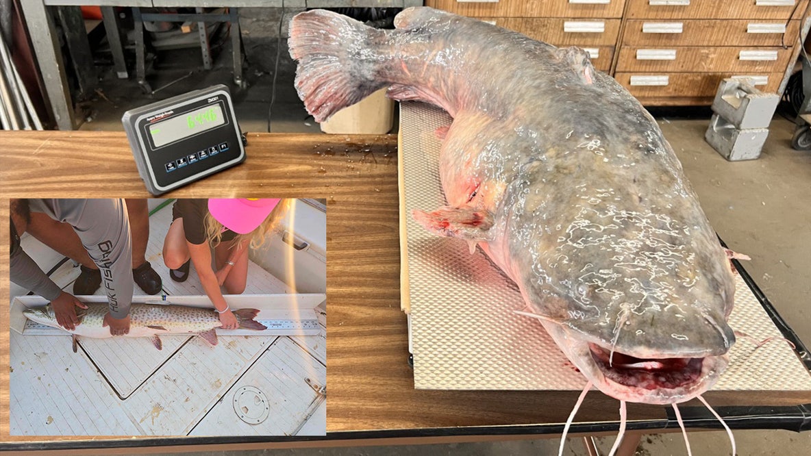 Here are the biggest fish caught in Michigan in 2025, including a record-breaking catfish