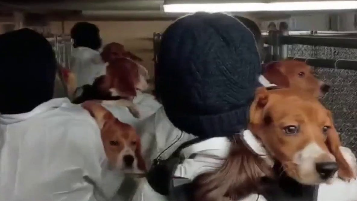Ann Arbor animal rights activist joins others to rescue beagles from breeding facility