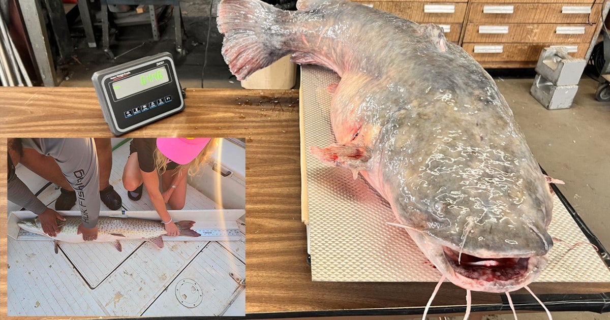 Michigan's Biggest Fish: The 2025 Master Angler report is in | FOX 2 ...