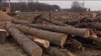 Why Michigan clear-cut forests to rebuild I-94 in Metro Detroit