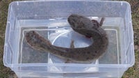 Belle Isle's mudpuppies are 'ecological warriors' that reveal the Detroit River health