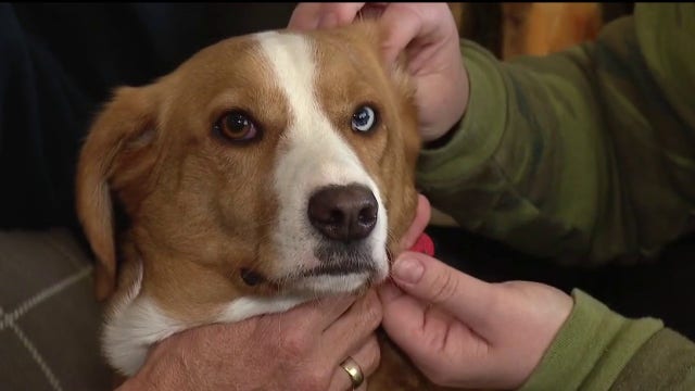Metro Detroit woman uses CPR to save dog in distress