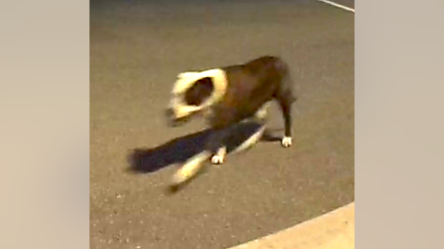 Third dog still at large after jogger attack in Plymouth Township