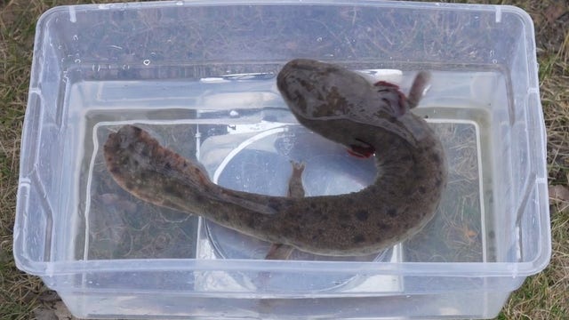 Belle Isle's Mudpuppies: Monitoring fragile amphibians along Detroit River