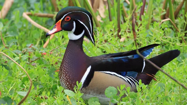 Michigan's state duck: Lawmakers approve wood duck as official state duck