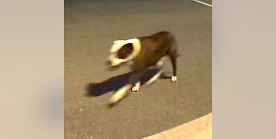 Final dog located after jogger attack in Plymouth Township