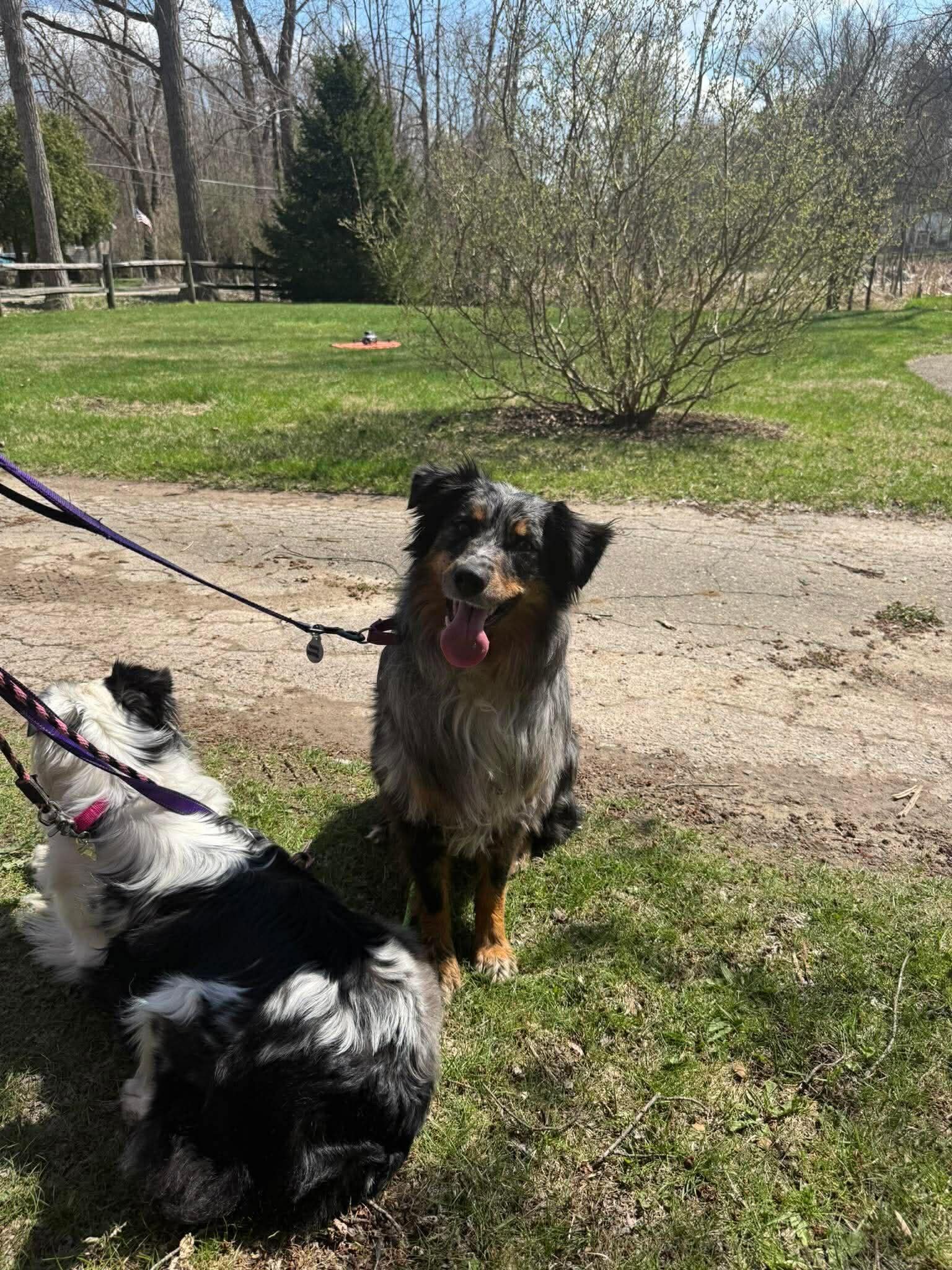 Missing dog shot by delivery driver in Livonia found alive