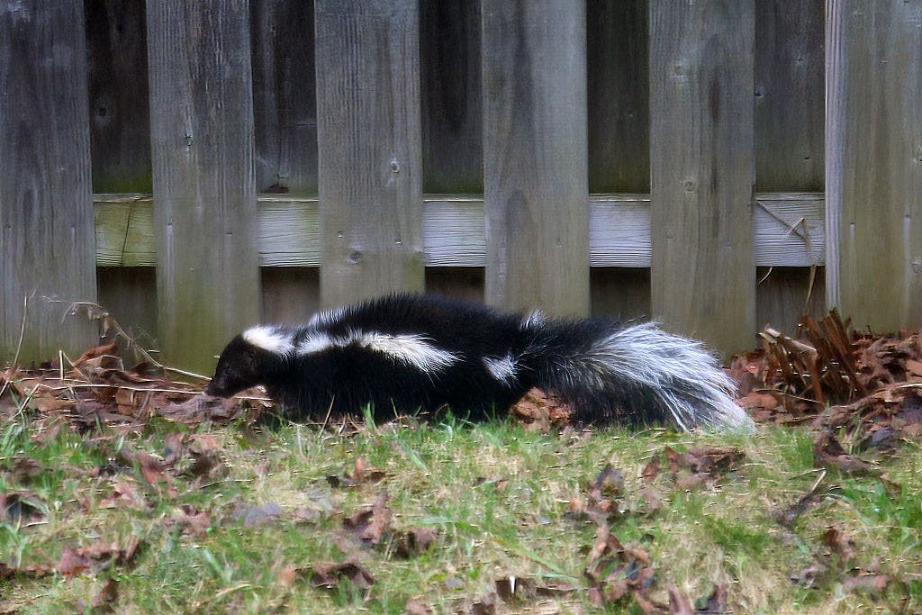 Rabid skunk bites Oakland County resident