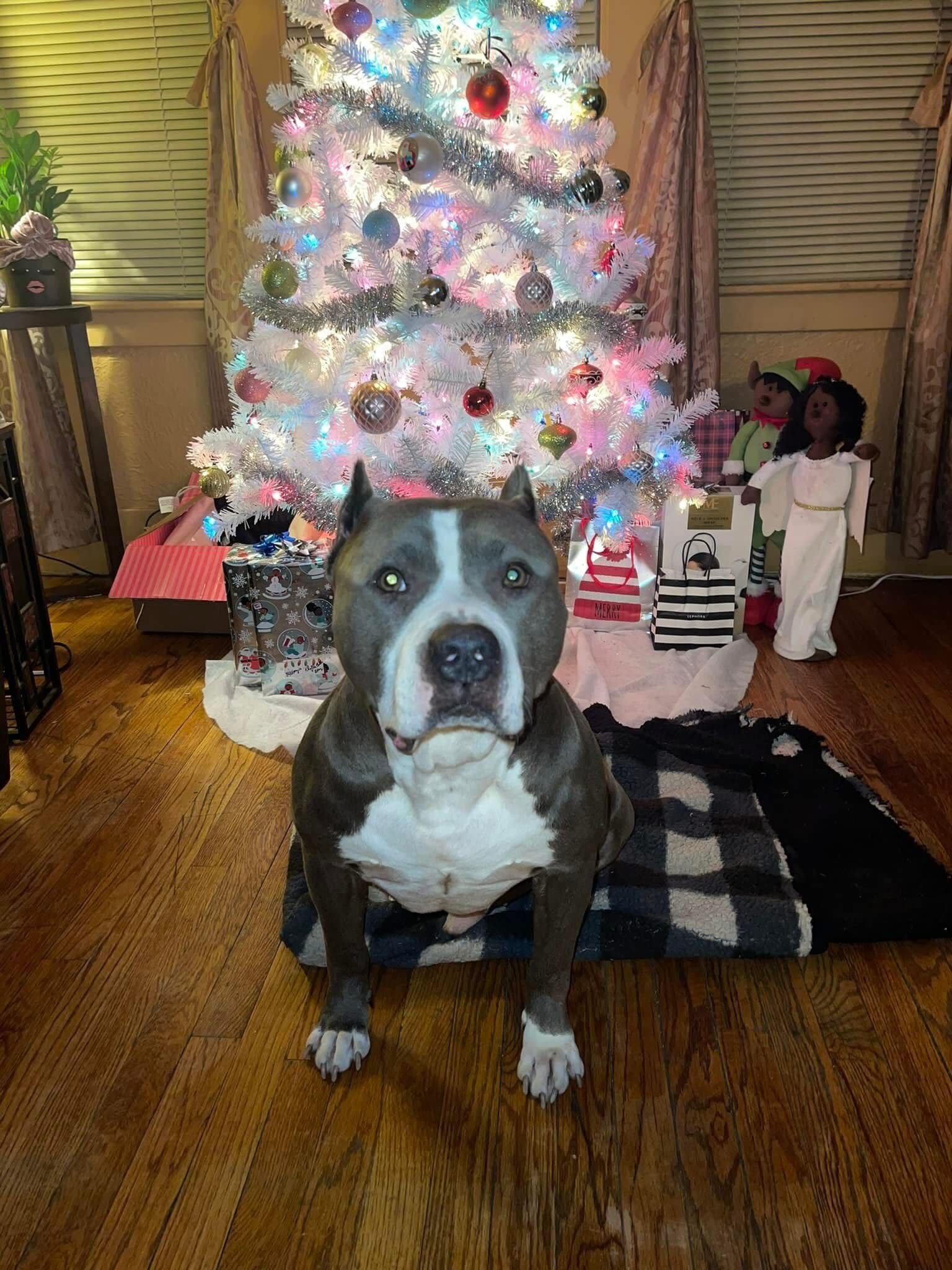 River Rouge delivery driver allegedly steals family dog, still nowhere to be found