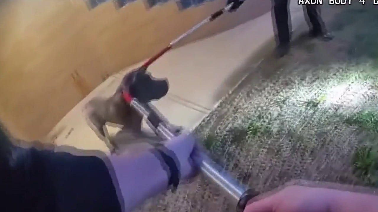 Plymouth Twp. dog mauling aftermath caught on police bodycam