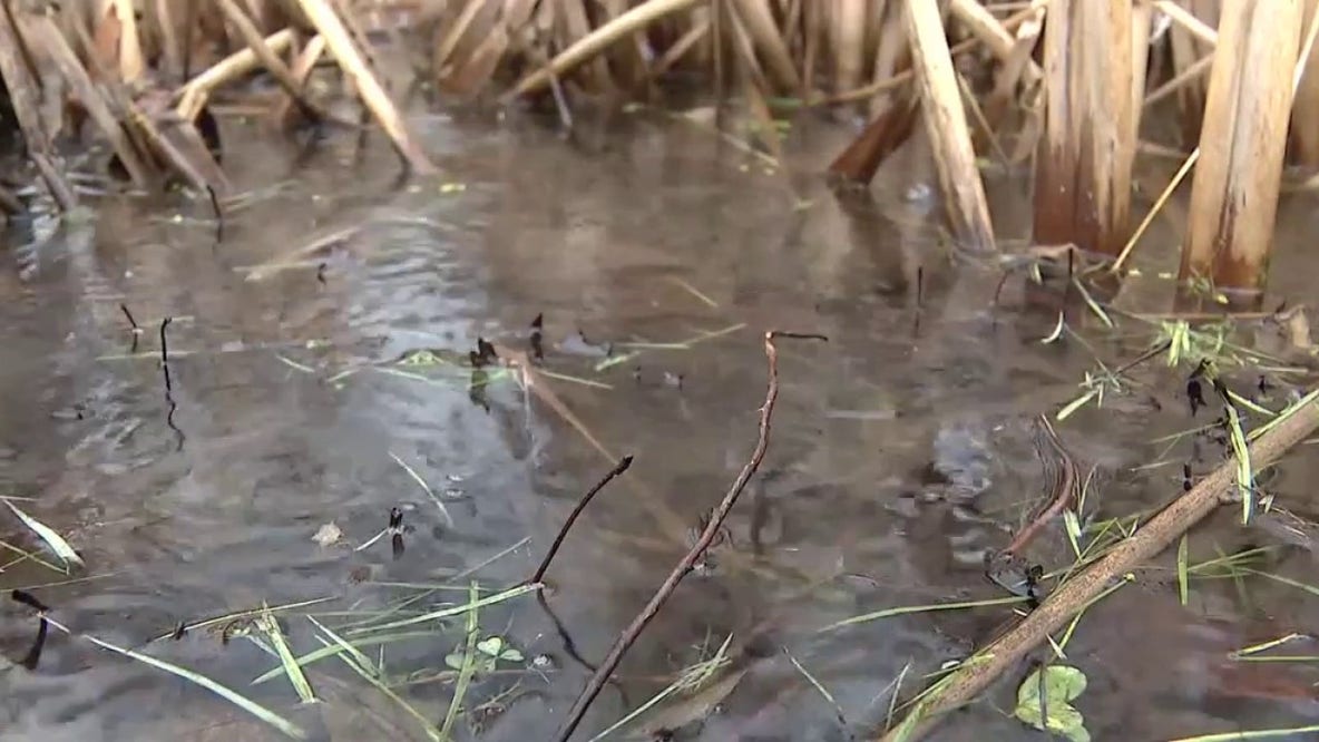 Experts say more mosquitoes in Michigan expected this spring
