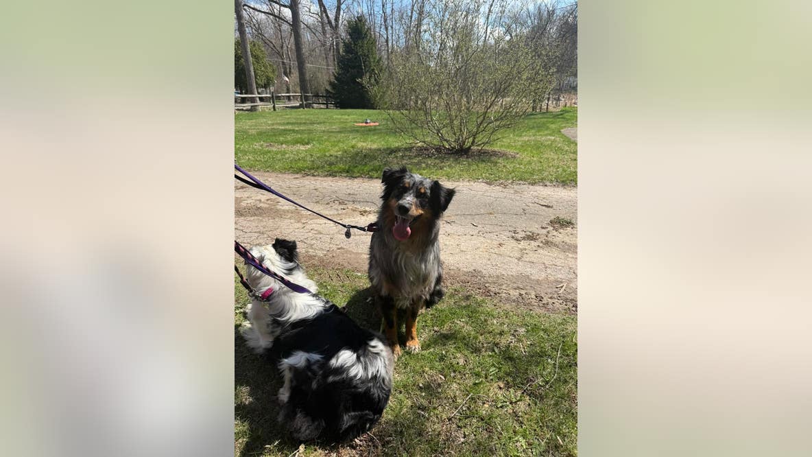 Missing dog shot by delivery driver in Livonia found alive