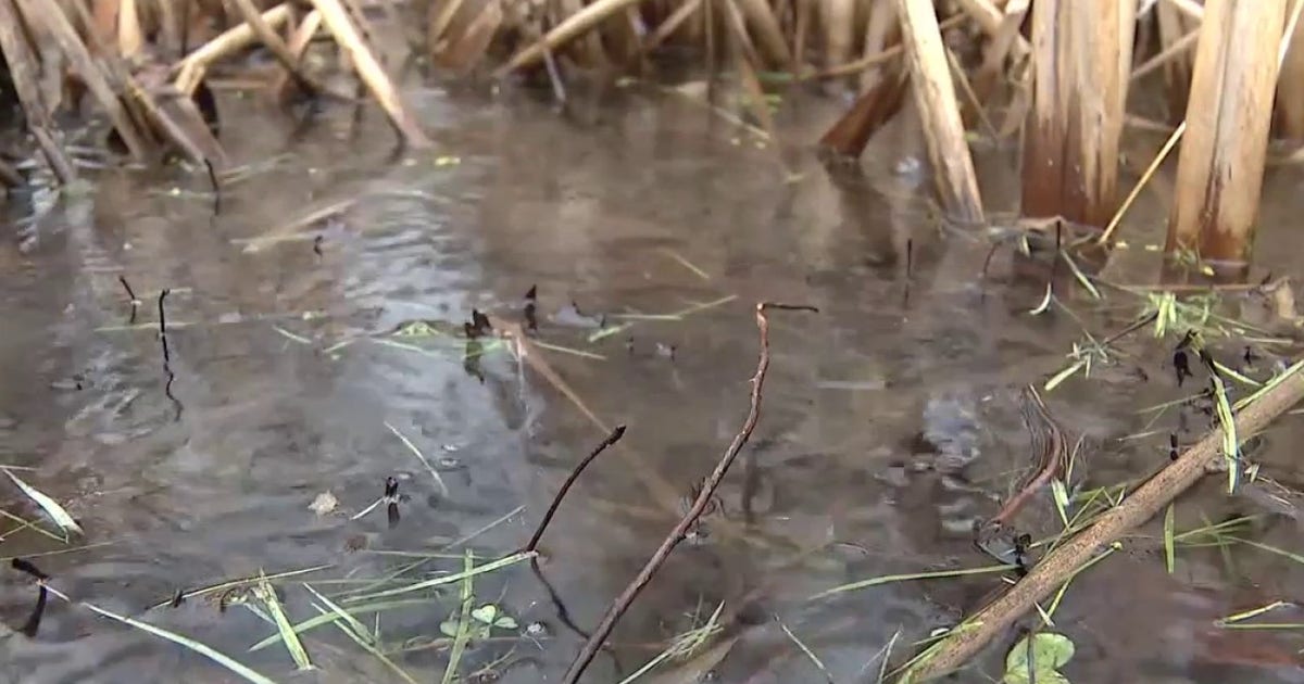 Experts say more mosquitoes in Michigan expected this spring